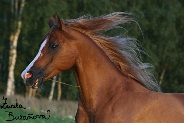 foto34.jpg