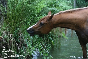 foto36.jpg